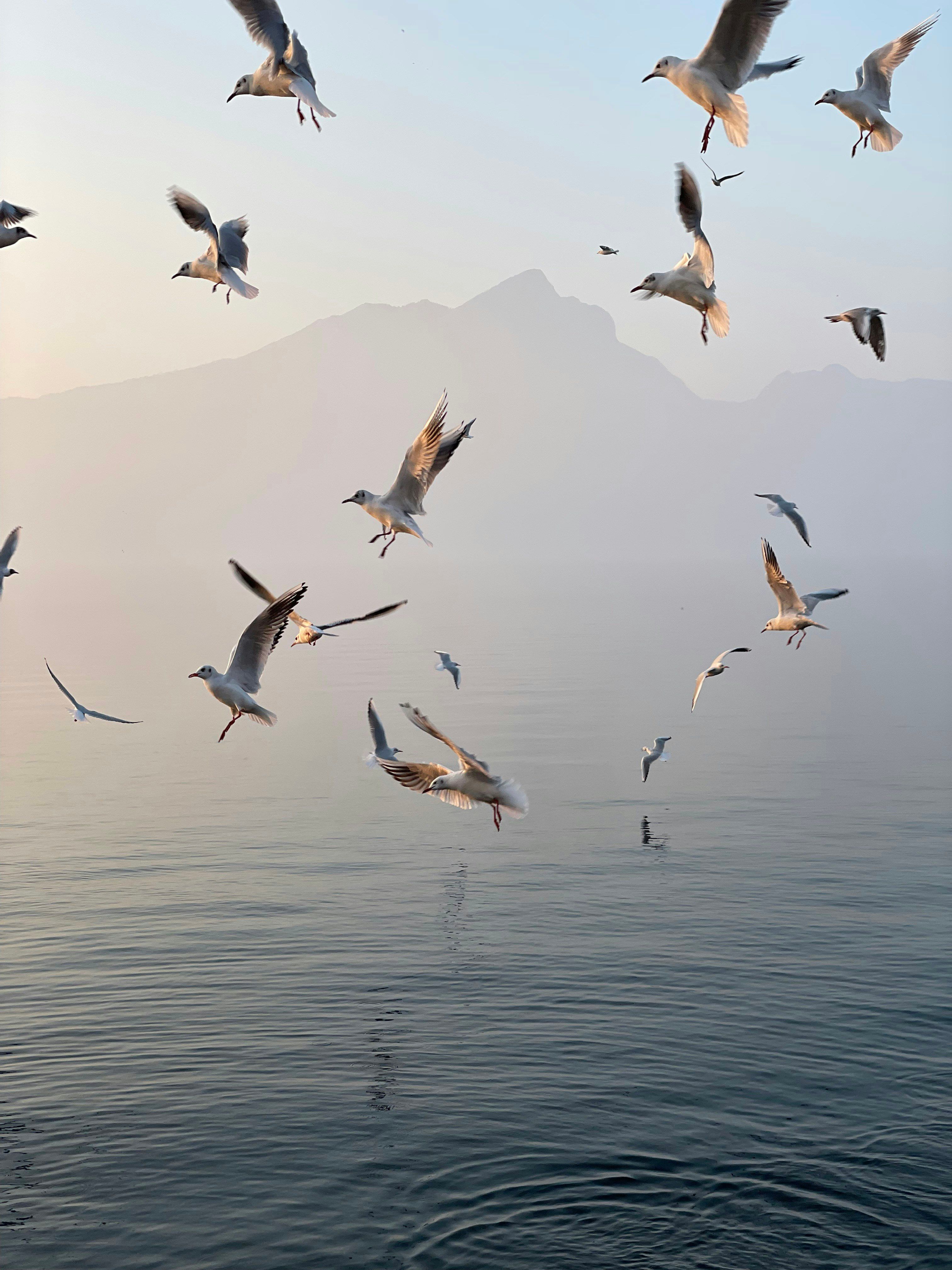 a flock of seaguls flying over a body of water