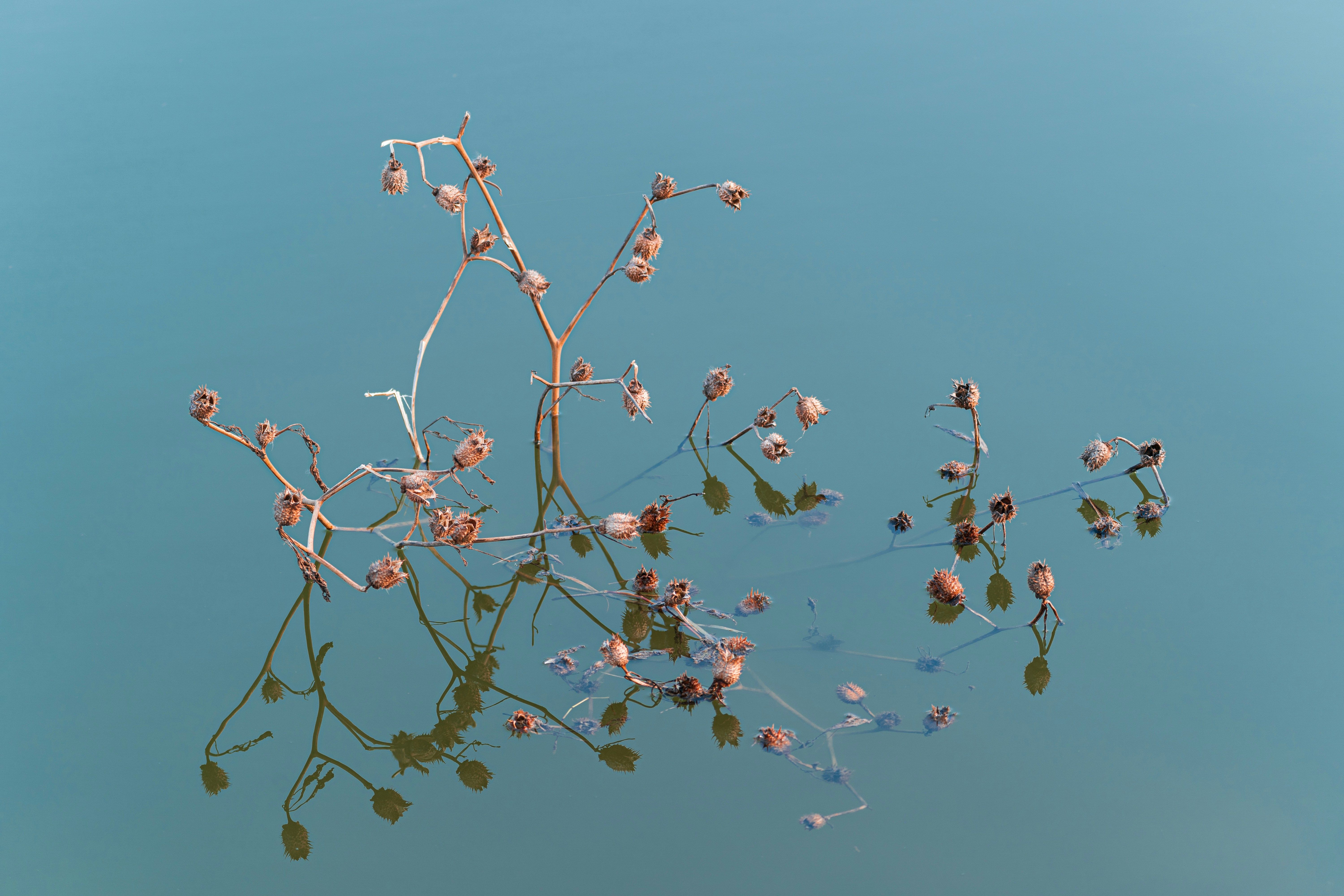 a branch of a plant floating in a body of water